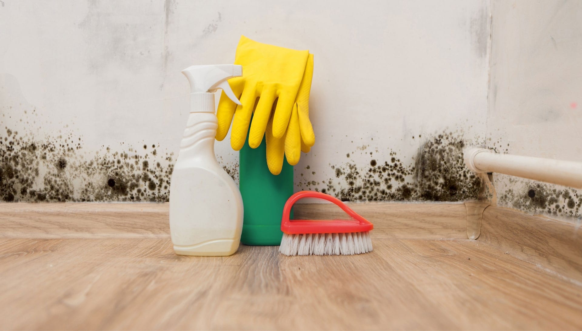 Know About Mold Removal In Los Angeles
