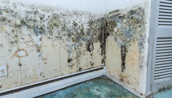 Mold Damage Odor Control Services in Los Angeles